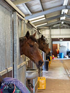 AK310322-107 - Alan King Stable Visit